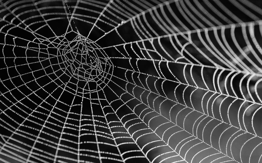 What to know About Hobo Spider Bites