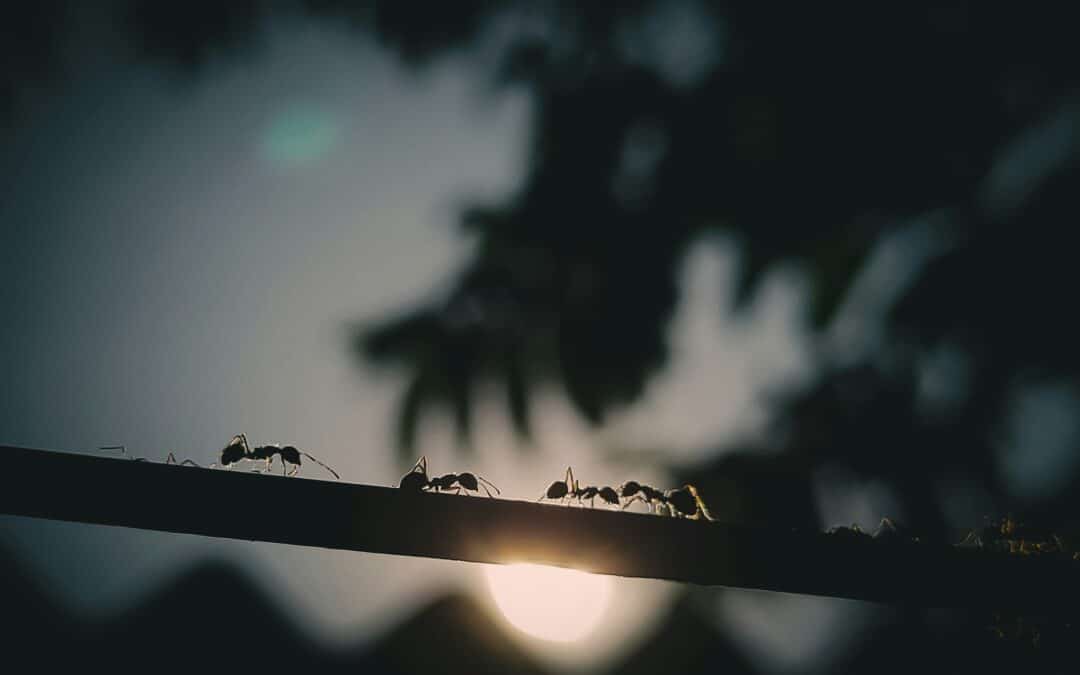 How Long Do Ants Live?