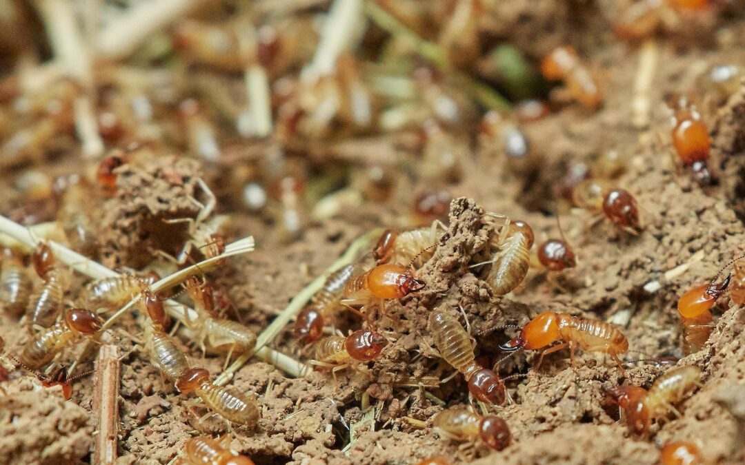 Termite Swarm or Just Flying Ants?