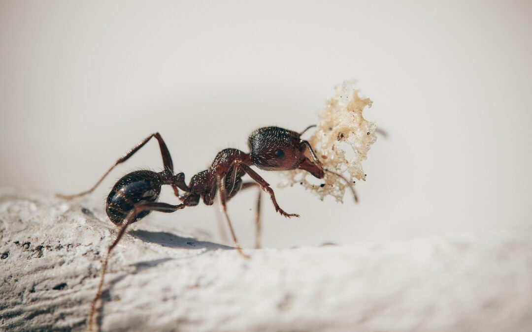 Pavement Ants in High-Traffic Outdoor Zones: What You Should Know