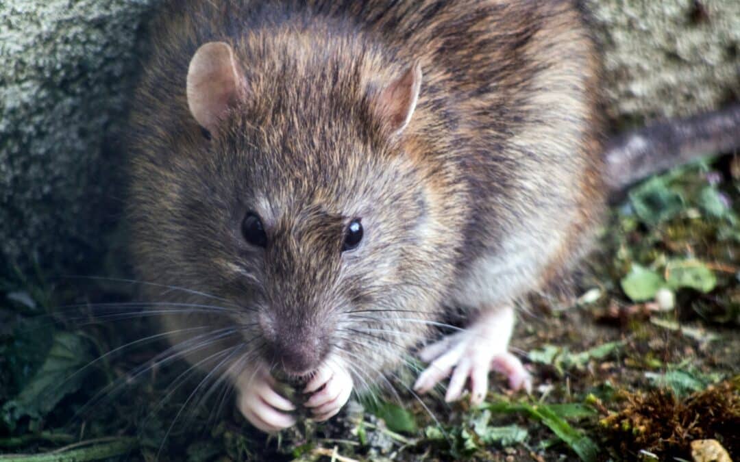 3 Intriguing Facts About Rats