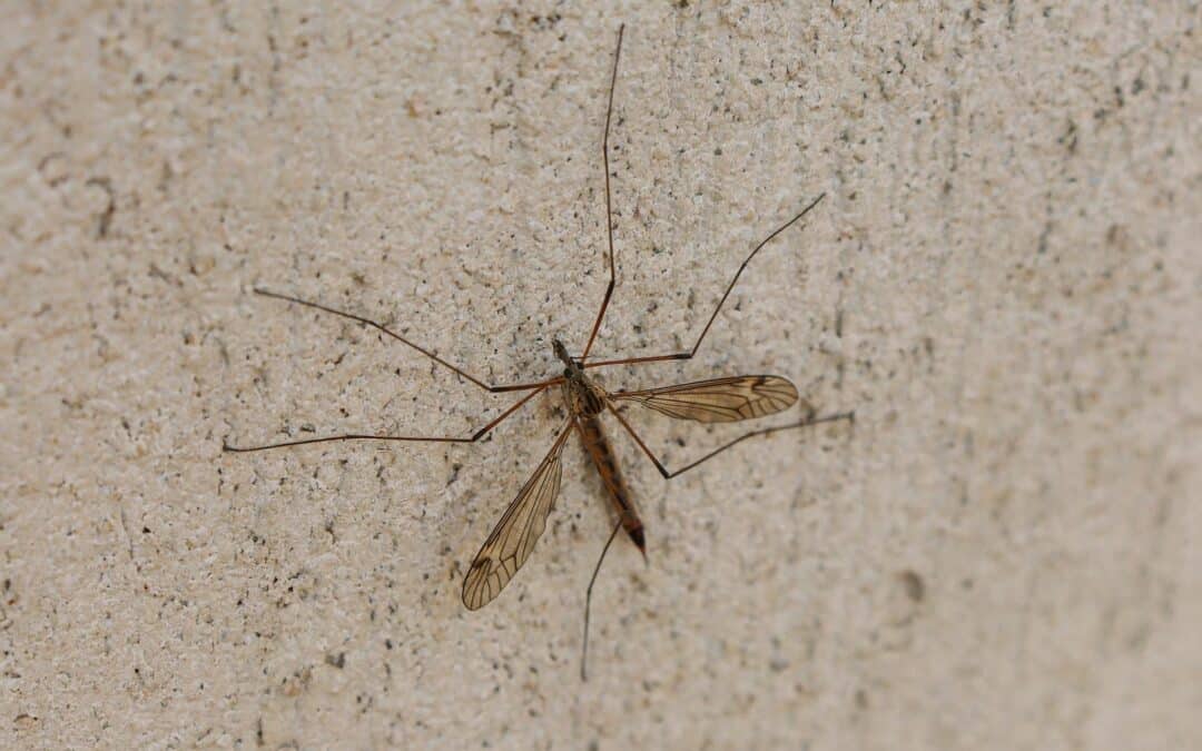 Do Crane Flies Sting?
