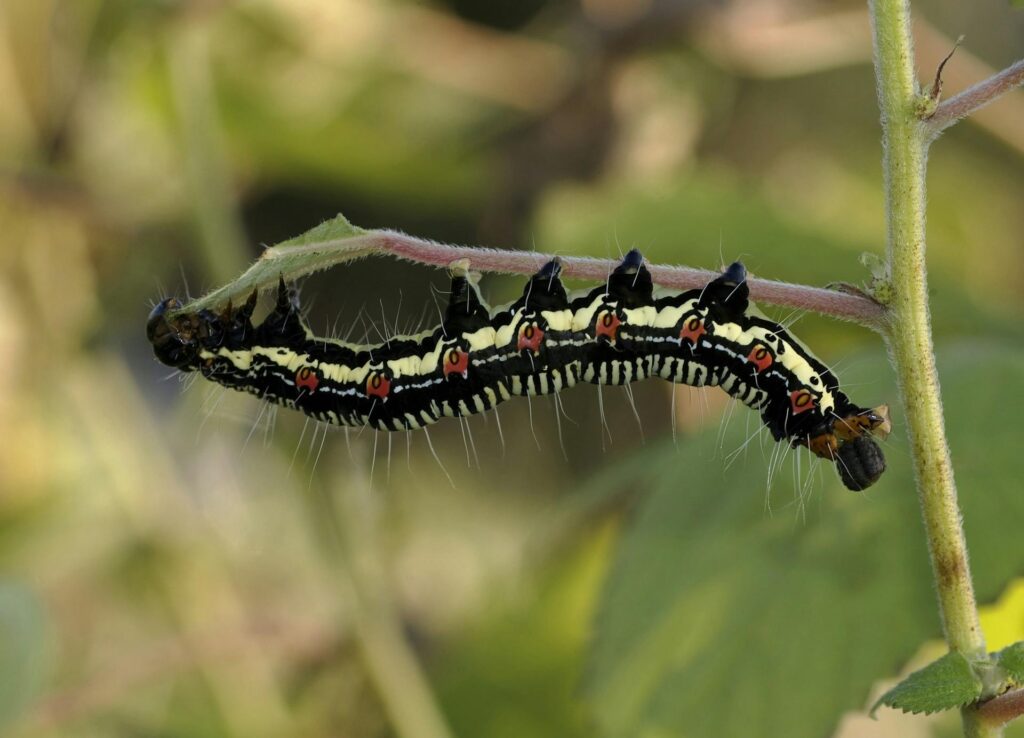 A Close-Up Image Of A Large, Colorful Caterpillar—Possibly An Acherontia Or Related Species—Clinging To The Underside Of A Green Stem. The Caterpillar Features Black And Yellow Striping Along Its Body, Red-Orange Eye Spots, And Long White Hairs.