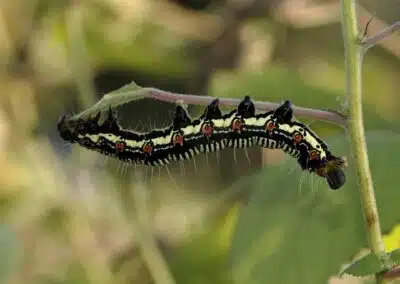 Why Do Some Bugs Play Dead?