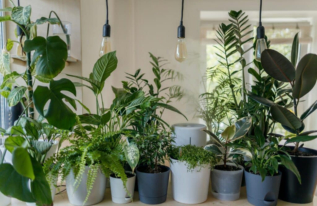 A Group Of Vibrant Indoor Houseplants In Assorted Pots, Arranged On A Wooden Surface Near A Window. The Scene Features A Variety Of Leafy Green Plants Including Monstera, Ferns, Peace Lily, And Rubber Plant, With Natural Light Filtering Through And Edison-Style Pendant Lights Hanging Above.
