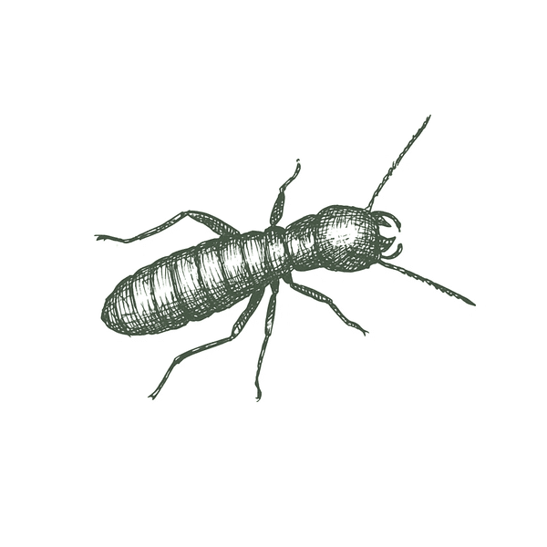 Drywood Termite Drywood Termite