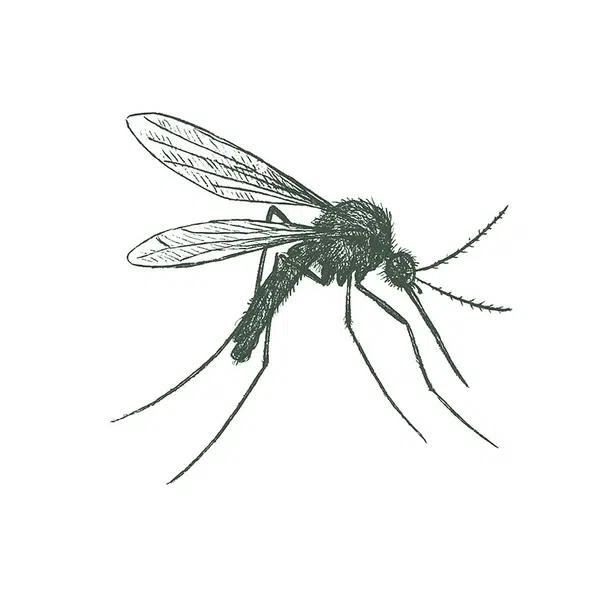 pest image