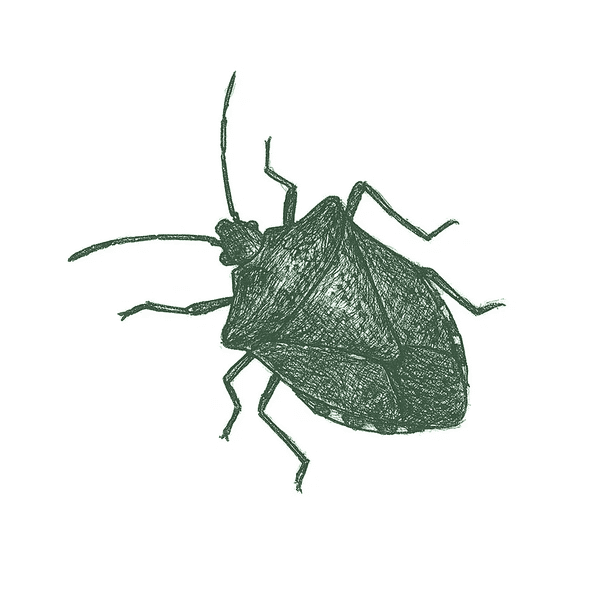 Stink Bug