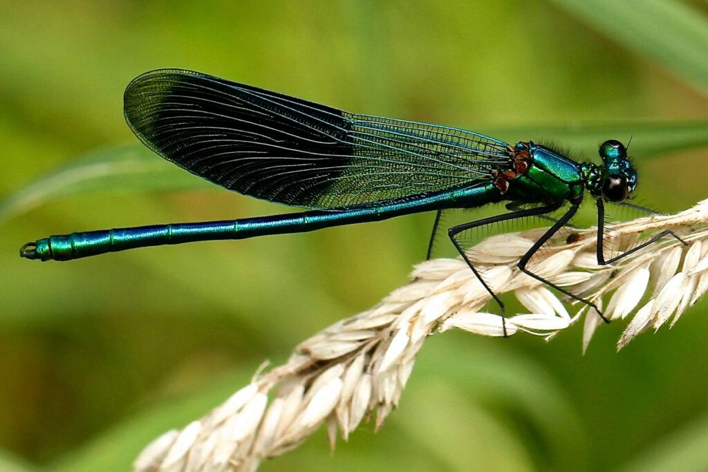 A Close-Up Image Of A Brilliant Metallic Green Damselfly Perched On A Stalk Of Dry Grass. The Insect'S Slender Body, Dark Translucent Wings With Visible Venation, And Large Compound Eyes Are Sharply Focused Against A Softly Blurred Green Background.