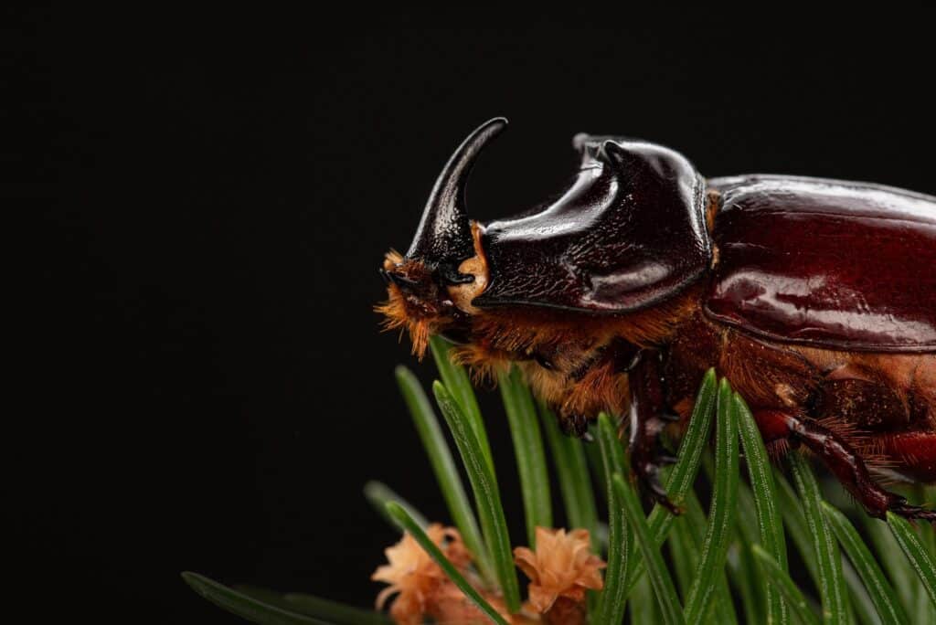 A Close-Up Macro Photograph Of A Rhinoceros Beetle With A Dark Reddish-Brown, Glossy Exoskeleton And A Prominent Horn On Its Head, Perched On Green Pine Needles Against A Solid Black Background.