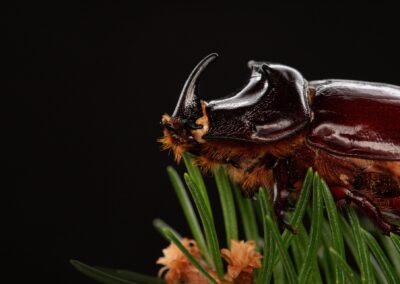 Why Do I Only See Bugs at Night?