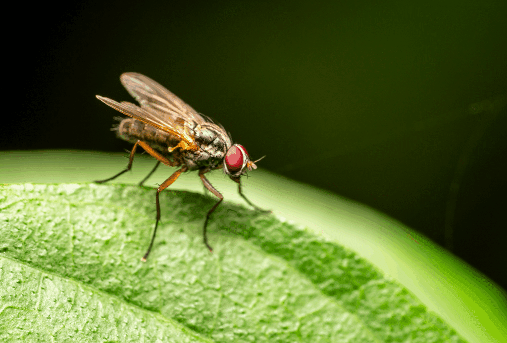 A Detailed Close-Up Image Of A Housefly Perched On A Green Leaf, With Its Bright Red Compound Eyes, Dark Bristled Body, And Transparent Wings Clearly Visible Against A Dark Blurred Background.