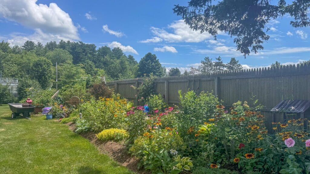 A Vibrant Backyard Garden Filled With Blooming Flowers Including Black-Eyed Susans, Coneflowers, And Various Perennials. The Garden Is Bordered By A Tall Wooden Fence, And A Blue Watering Can Is Visible Among The Plants. A Grassy Lawn Runs Alongside The Flowerbed Under A Bright Blue Sky With Scattered Clouds.
