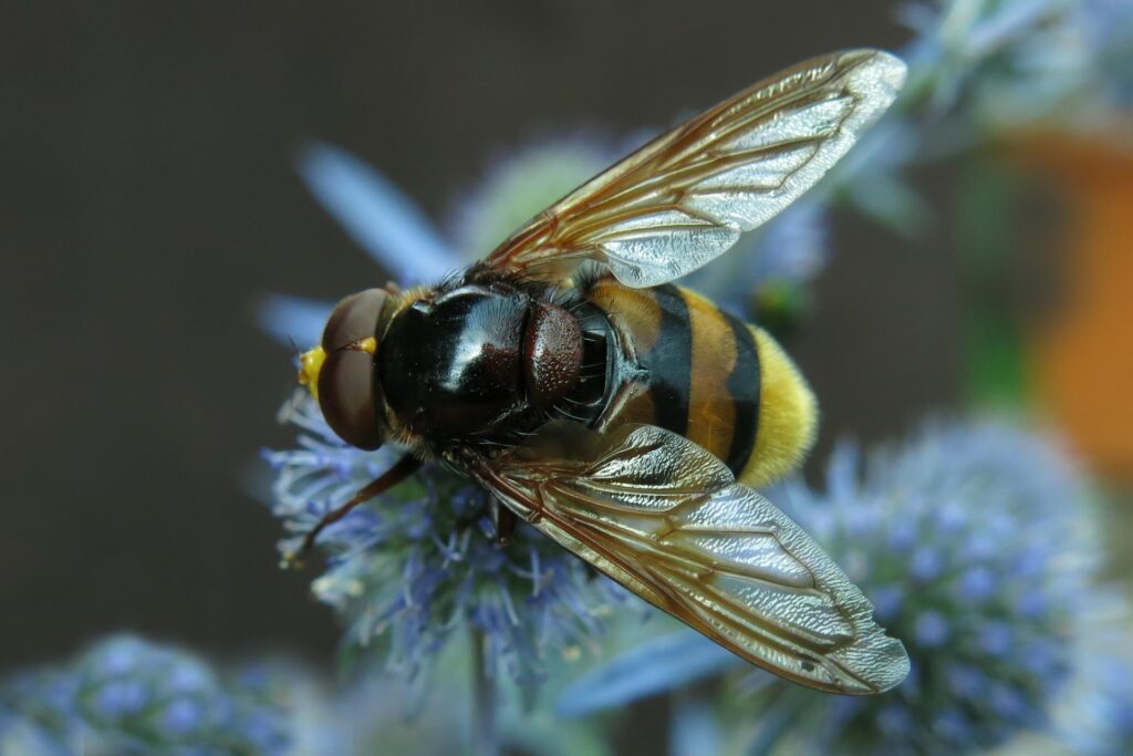 A Detailed Close-Up Image Of A Hoverfly Perched On A Spiky Purple Flower, Displaying Its Transparent Wings, Large Brown Eyes, And Distinctive Black And Yellow Striped Abdomen.