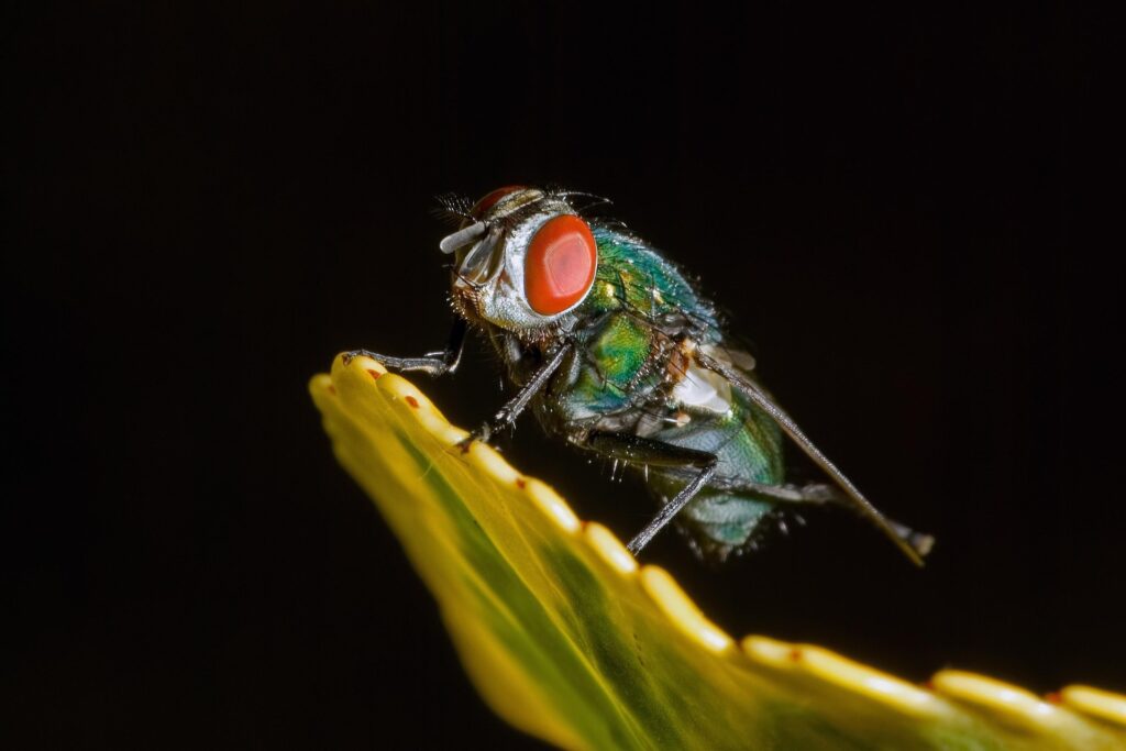 A Detailed Close-Up Image Of A Green Bottle Fly (Lucilia Sericata) Perched On The Edge Of A Yellow Flower Petal, Showing Its Iridescent Green-Blue Body And Bright Red Compound Eyes Against A Dark Black Background.