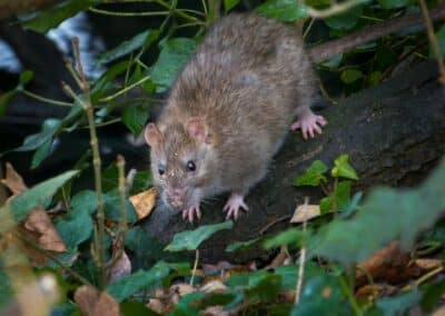 The Top 6 Most Common Pests in Georgia