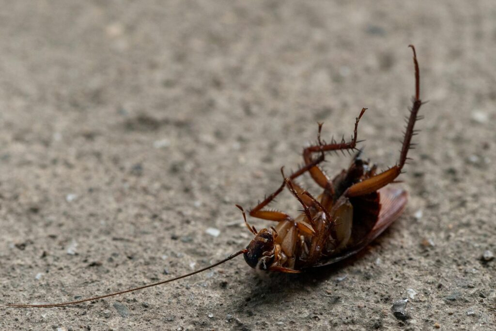A Close-Up Image Of A Dead Cockroach Lying On Its Back On A Rough Concrete Surface. Its Legs And Antennae Are Curled Upward, And Its Brown Exoskeleton Is Clearly Visible.
