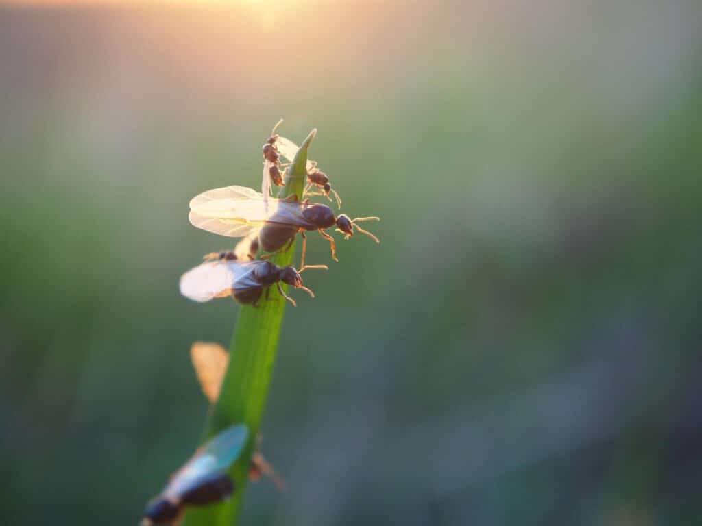 A Close-Up Image Of Several Flying Ants Perched On A Green Grass Blade In A Grassland During Sunset, With Golden Light Illuminating Their Transparent Wings.