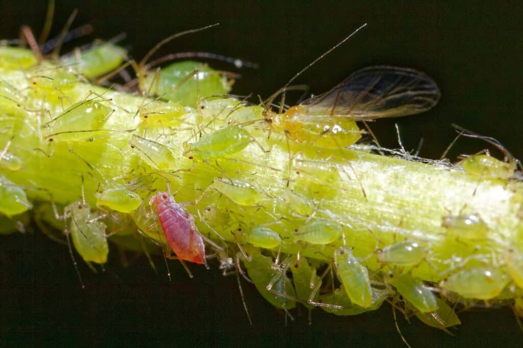 A Dense Group Of Green, Yellow, And One Pink Aphid Clustered On A Light Green Plant Stem, With Fine Legs And Antennae Visible Under Macro Focus.