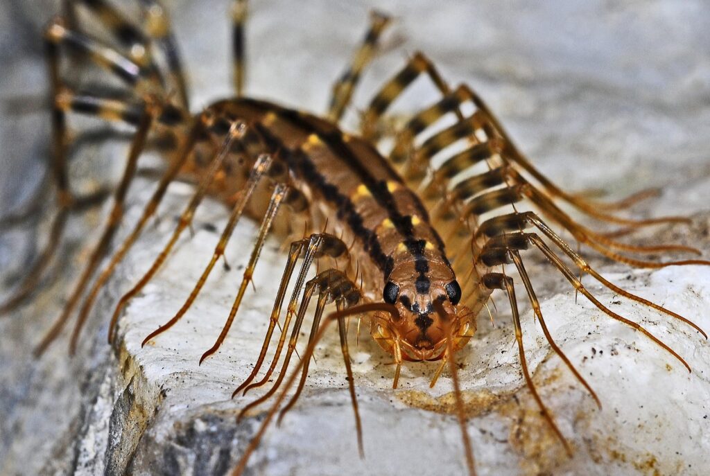 A Close-Up Image Of A House Centipede On A Light-Colored Rock Surface, Showing Its Long, Slender Body With Dark Stripes, Numerous Extended Legs, And Segmented Antennae.