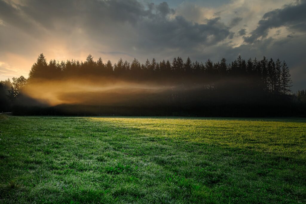 A Misty Sunrise Casts Golden Light Through A Foggy Pine Forest Onto An Open Grassland, With Dew-Covered Green Blades Stretching Across The Foreground Under A Dramatic Cloudy Sky.