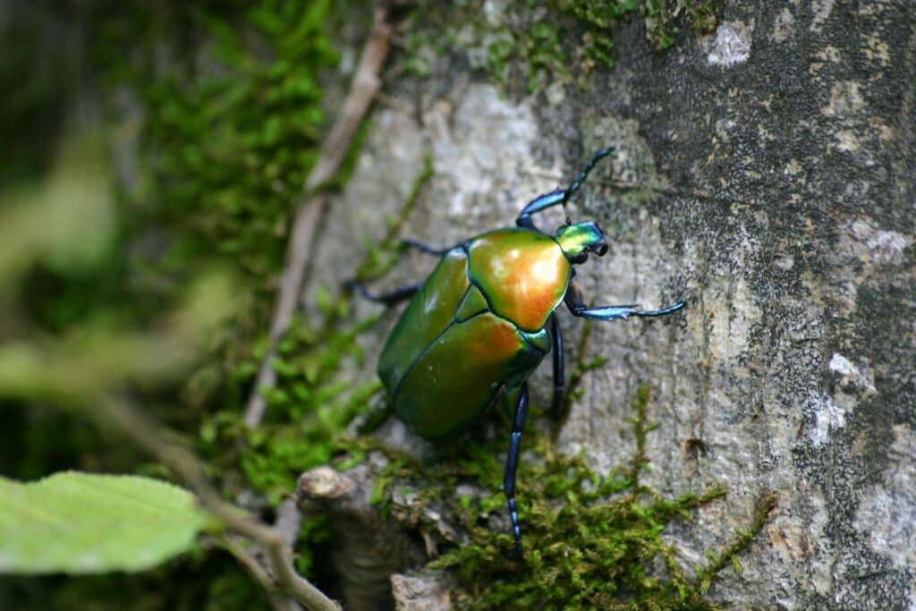 A Close-Up Image Of A Metallic Green And Gold Beetle, Likely A Jewel Scarab (Chrysina Spp.), Climbing The Bark Of A Tree Surrounded By Green Moss.