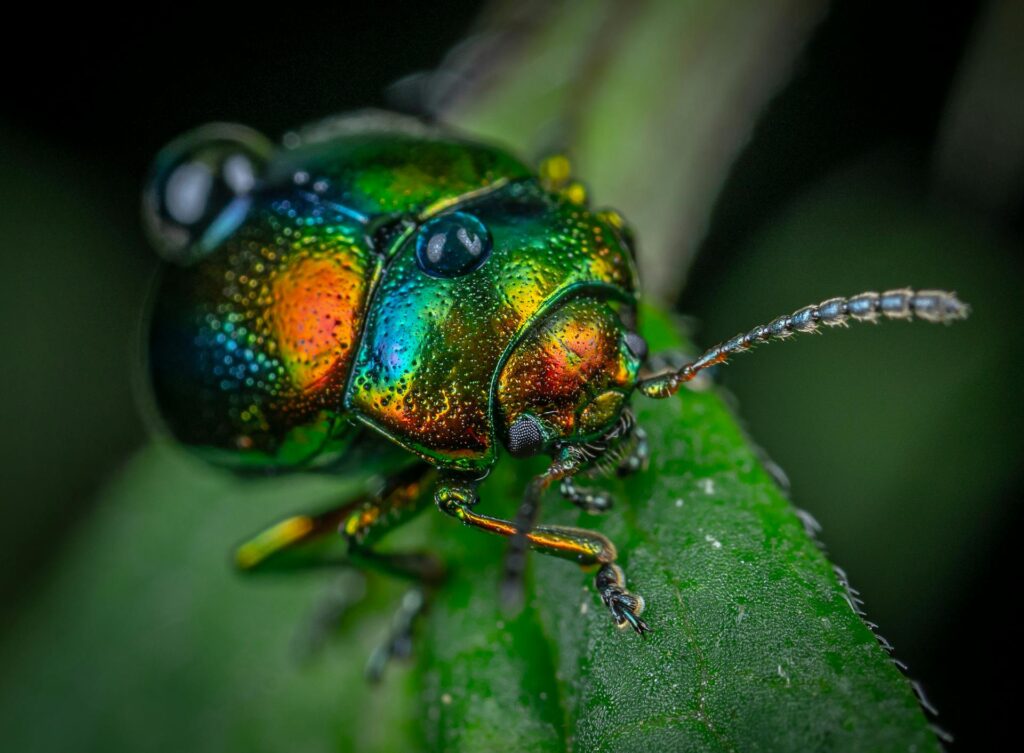 A Close-Up Image Of A Jewel Beetle With Metallic, Iridescent Green, Blue, And Orange Coloration, Perched On A Green Leaf. The Insect’s Detailed Exoskeleton Reflects Light Vividly, Showing Its Distinctive Antennae And Textured Body.