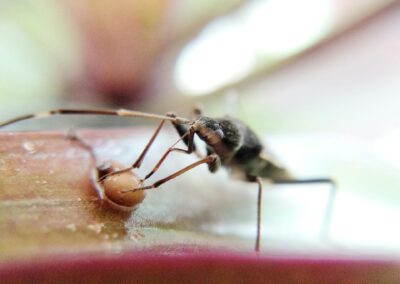 Thrips 101: What Are Thrips?