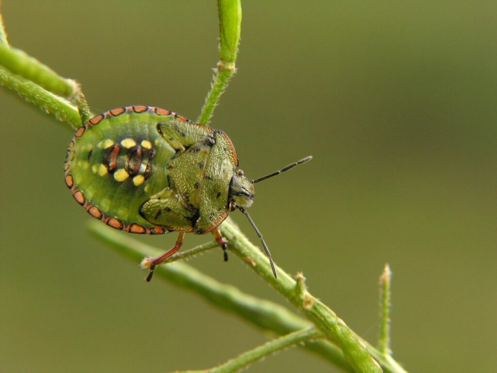 A Close-Up Image Of A Green Stink Bug Nymph On A Green Plant Stem, Showing Its Rounded Body With Yellow, Black, And Red-Orange Markings.