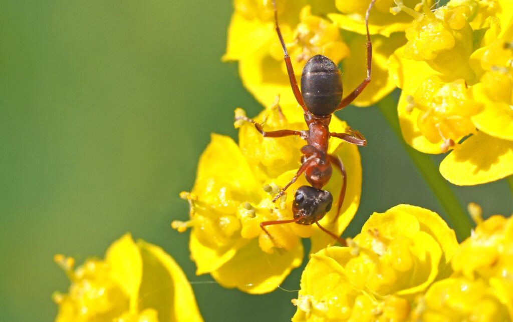 A Close-Up Image Of A Red And Black Ant Perched On A Cluster Of Bright Yellow Flowers, With The Ant Feeding On Nectar. The Background Is A Soft Green Blur, Highlighting The Vibrant Contrast Between The Insect And The Flowers.