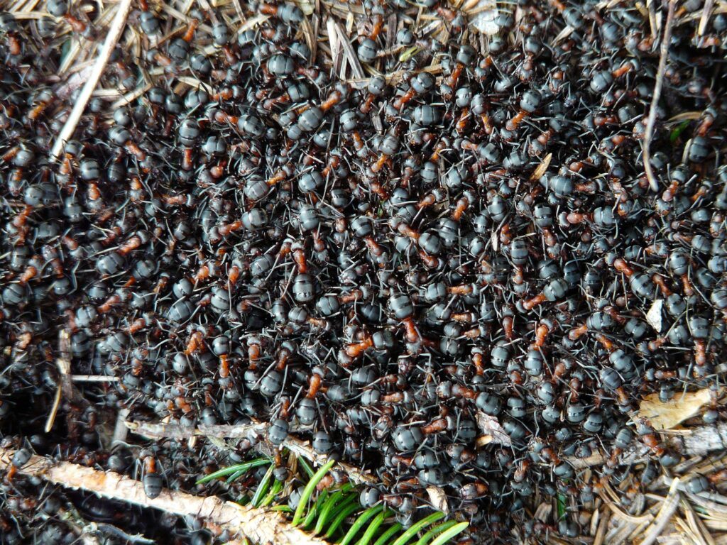 A Dense Cluster Of Black And Reddish-Brown Ants Forming An Active Ant Colony On The Forest Floor, With Visible Pine Needles And Twigs Scattered Across The Ground.