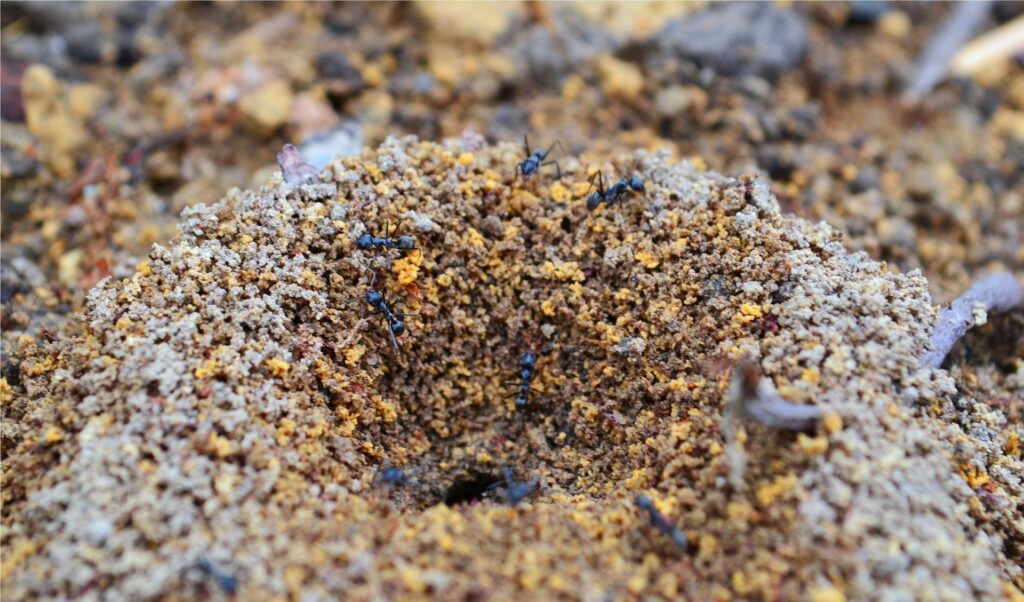 A Close-Up Image Of An Active Ant Colony Entrance In Sandy Soil, With Several Black Ants Moving In And Out Of The Central Tunnel Surrounded By Textured, Granulated Dirt.