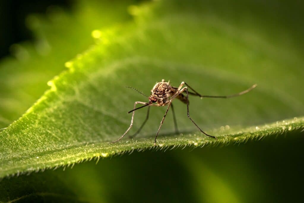 A Close-Up Macro Photograph Of A Mosquito Standing On The Edge Of A Green Leaf, With Detailed Focus On Its Slender Legs, Wings, And Long Proboscis, Surrounded By Softly Blurred Greenery In The Background.