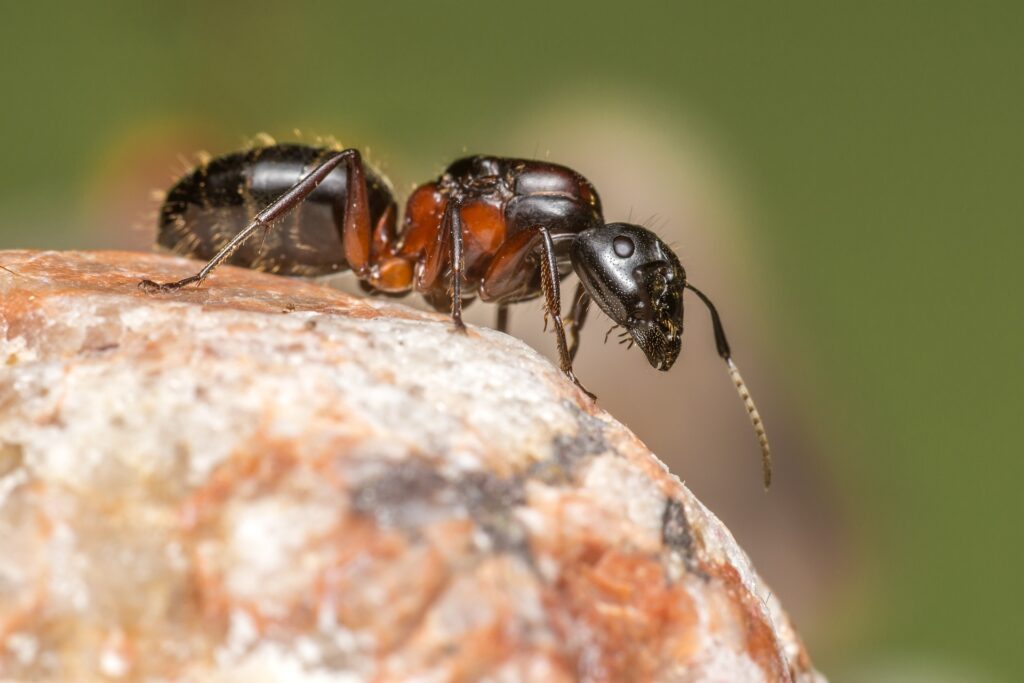 A Detailed Close-Up Of A Black And Red Ant Crawling On A Rough, Multicolored Rock Surface, With Fine Hairs Visible On Its Body And Legs.