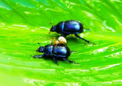 How Do Insects Communicate and Coordinate