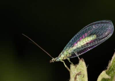 Lacewings 101: What Are Lacewings?
