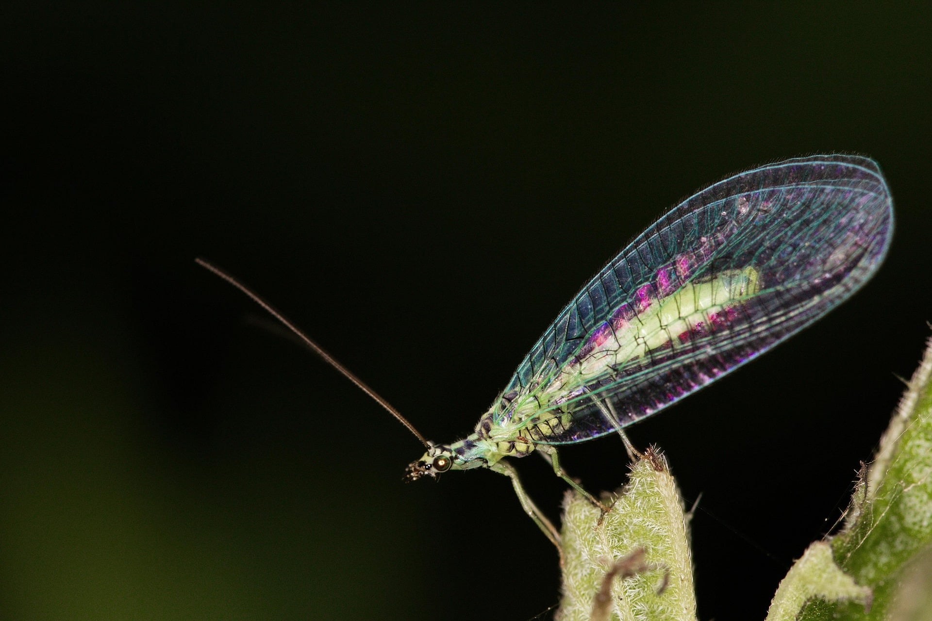 Lacewings 101: What Are Lacewings?