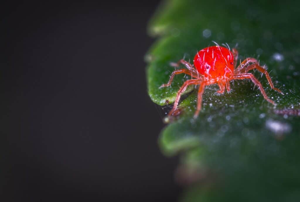 A Detailed Macro Photograph Of A Bright Red Spider Mite Walking On The Edge Of A Green Leaf. The Spider Mite Has Eight Legs, Fine Translucent Hairs On Its Body, And Is Sharply In Focus Against A Dark, Blurred Background. This Pest Is Commonly Found In Gardens And Greenhouses, Feeding On Plant Sap.