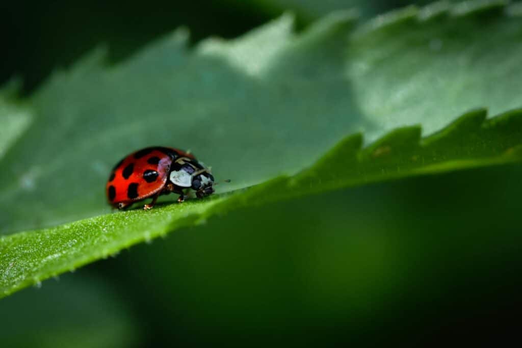 A Close-Up Photograph Of A Red Ladybug With Black Spots Crawling Along The Edge Of A Green Leaf, Set Against A Softly Blurred Green Background.