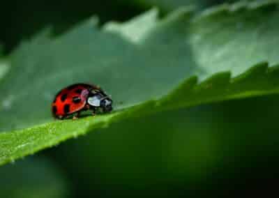 Which Insects Hibernate?