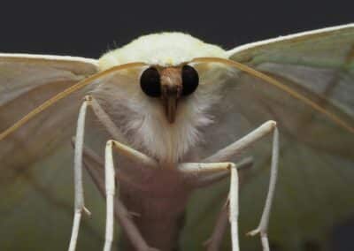 How Insect Eyes Perceive Movement Differently from Humans