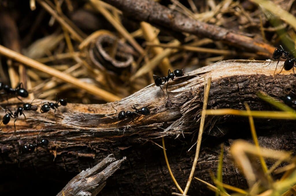 A Detailed Macro Image Of Several Black Ants Traveling Across A Piece Of Rough, Splintered Wood Surrounded By Dry Twigs And Plant Material, Illustrating The Active Movement Of Ants Within Their Natural Colony Environment.