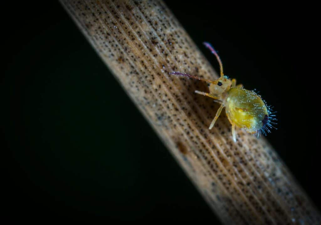 A Highly Magnified Image Of A Yellow Springtail Covered In Dew-Like Particles, Walking Along A Speckled Brown Plant Stem Against A Dark Green Background.