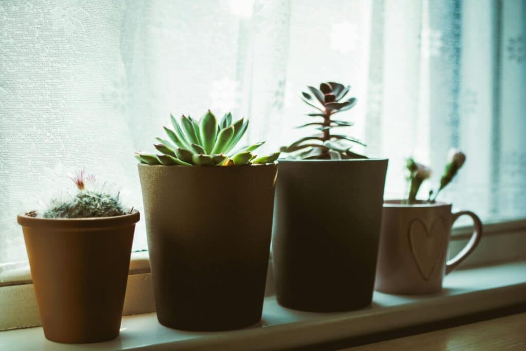 A Group Of Small Potted Plants, Including A Fuzzy Cactus, A Green Succulent, And A Taller Reddish Succulent, Arranged On A Windowsill With Sheer Lace Curtains Softly Filtering Daylight In The Background.
