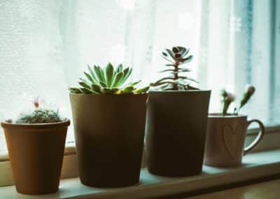 Why Windowsills Become Hotspots for Insect Activity