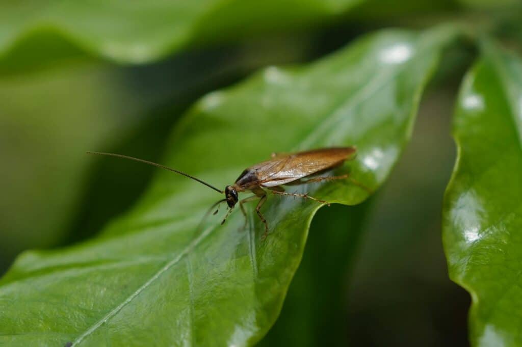 A Close-Up Image Of A Brown Cockroach Standing On A Vibrant Green Leaf. The Insect’s Long Antenna Extends Outward As It Rests On The Smooth Surface, Surrounded By Soft Natural Light And Blurred Greenery In The Background.