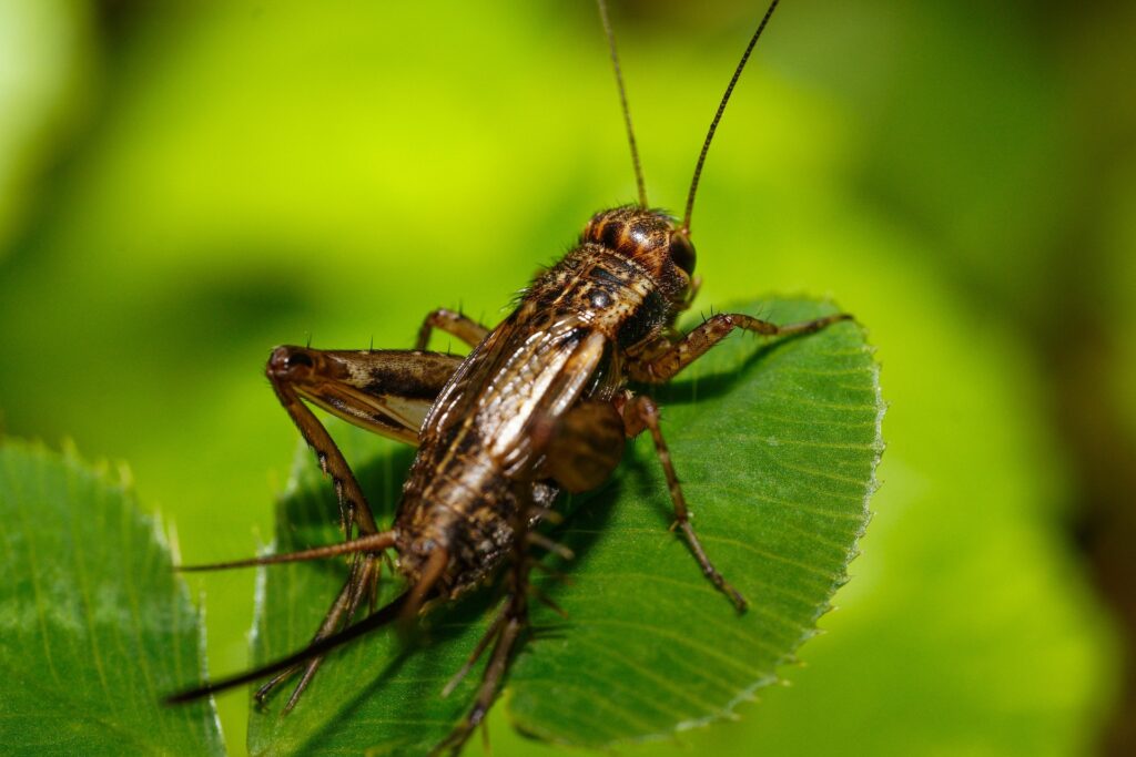 A Close-Up Image Of A Striped Ground Cricket Perched On A Green Leaf, Showing Its Segmented Antennae, Textured Brown And Black Exoskeleton, And Spiny Legs In Sharp Detail Against A Softly Blurred Green Background.