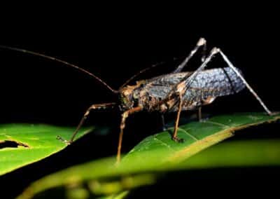 How Insects Navigate in the Dark
