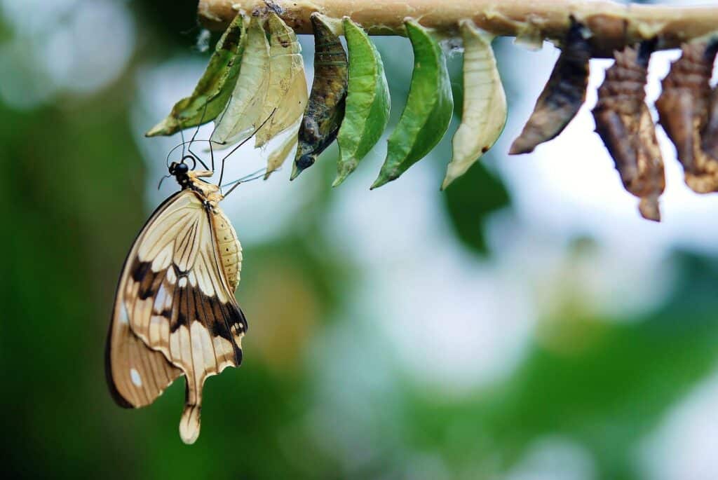 A Newly Emerged Butterfly With Cream And Dark Brown Patterned Wings Hanging From Its Chrysalis, Surrounded By Multiple Green And Brown Pupae On A Horizontal Branch, Against A Blurred Green Background.