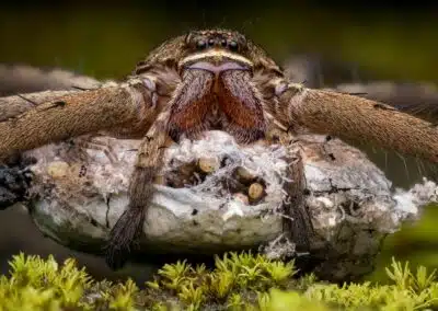 The Top 10 Most Common Arachnids In The Southeastern U.s.